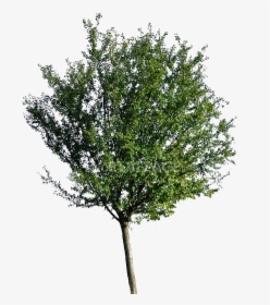 Arbol De Neem Png, Transparent Png, Transparent PNG