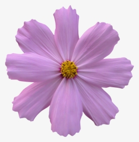 Purple Flower With Clear Background, HD Png Download, Transparent PNG