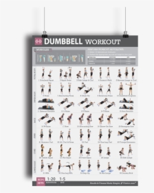 Dumbbell Exercises Muscle Groups, HD Png Download, Transparent PNG