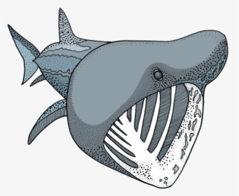 Transparent Cartoon Shark Png - Basking Shark Png, Png Download ...