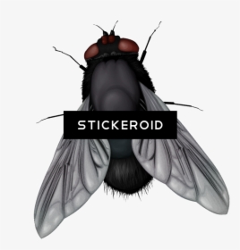 House Fly , Png Download - Fly Vector Png, Transparent Png, Transparent PNG
