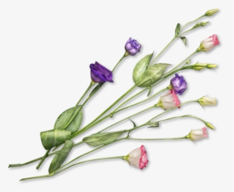 Designdough Forbesfield Flowers - Field Flower Png, Transparent Png, Transparent PNG