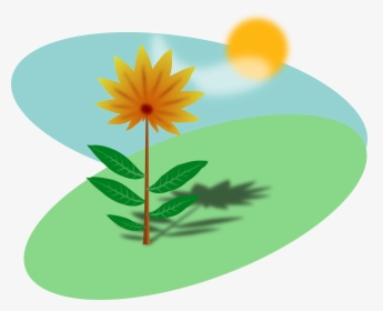 Sunny Field With A Flower - Plants With Sunlight Clipart, HD Png Download, Transparent PNG