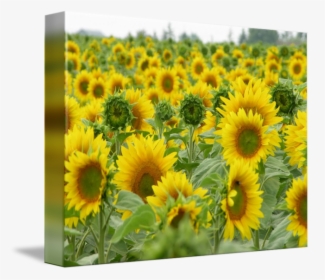 Sunflowers Png Field - Sunflower, Transparent Png, Transparent PNG