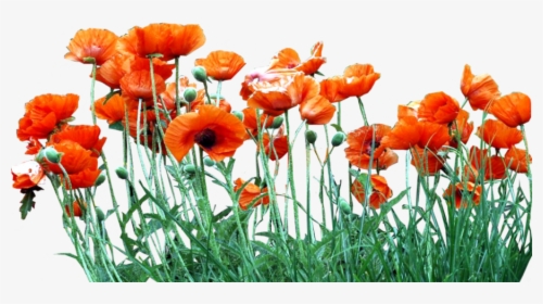 Poppy Field Png - Poppies Png, Transparent Png, Transparent PNG