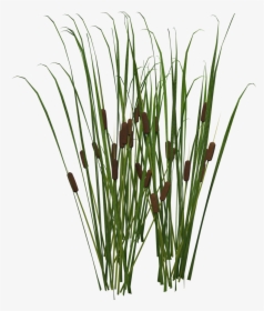 Transparent Cattail Png - Cat Tail Plant Png, Png Download, Transparent PNG