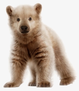 Bear Cub Png - Polar Bear And Grizzly Bear Cub, Transparent Png, Transparent PNG