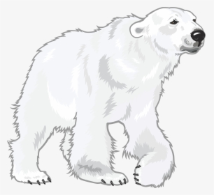 Transparent Polar Bear Cub Clipart - White Polar Bear Png, Png Download, Transparent PNG