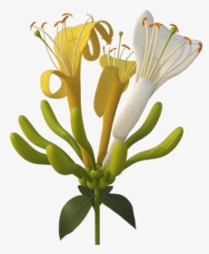 Fire-lily - Honeysuckle Png, Transparent Png, Transparent PNG