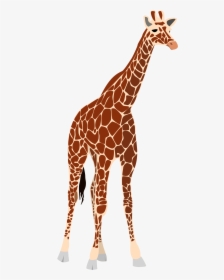 Transparent Giraffe Face Clipart - Tall And Short Comparison, HD Png Download, Transparent PNG