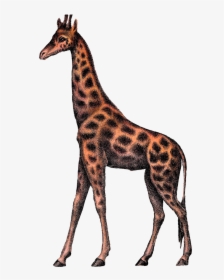 Digital Giraffe Clipart Image Vintage Animal Circus - Vintage Animal Illustration Png, Transparent Png, Transparent PNG