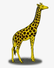 Colored Giraffe - Giraffe Drawing With Colour, HD Png Download, Transparent PNG