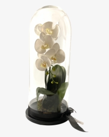 Moth Orchid, HD Png Download, Transparent PNG