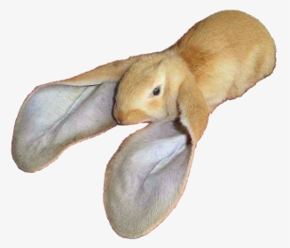 Rabbits With Long Ears, HD Png Download, Transparent PNG