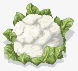 Cauliflower Vector Png, Transparent Png, Transparent PNG