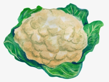 Cauliflower Drawing Leaf - Sayur Kol Animasi Png, Transparent Png, Transparent PNG