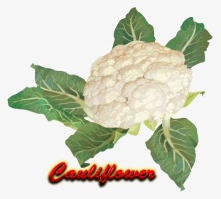 Cauliflower Png Hd - Cauliflower, Transparent Png, Transparent PNG