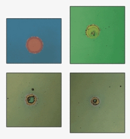 Circle, HD Png Download, Transparent PNG