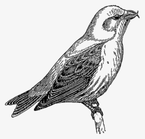 Cuckoo Clipart Black And White, HD Png Download, Transparent PNG