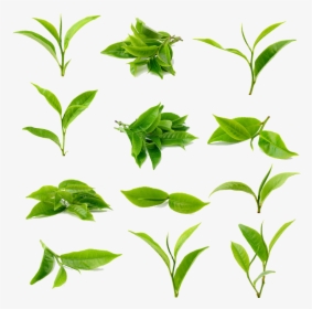 Tea Green Matcha Black Download Free Image Clipart - Green Tea Leaf Png, Transparent Png, Transparent PNG