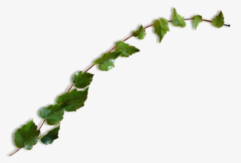 #vine #leaves #plant #green #ivy #freetoedit - Leaves Transparent Instagram, HD Png Download, Transparent PNG
