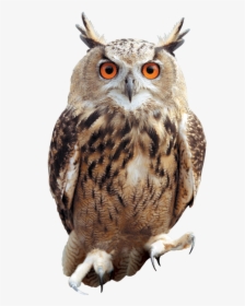 Owl Png, Transparent Png, Transparent PNG