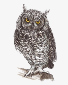 Images Owls Png - Great Grey Owl Drawing, Transparent Png, Transparent PNG