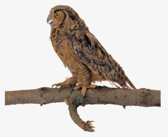 Owl Background Owls Transparent - 飞 鹰 图片, HD Png Download, Transparent PNG