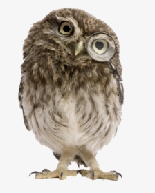 Owls Png Free Images - Athene Noctua, Transparent Png, Transparent PNG