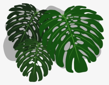 Clip Art Monstera Wallpaper - Transparent Background Philodendron Leaves, HD Png Download, Transparent PNG
