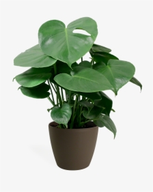 Small Monstera Plant Care, HD Png Download, Transparent PNG