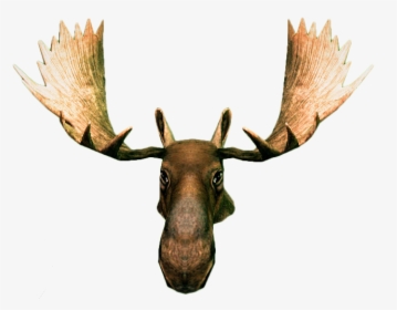 Moose Head Png, Transparent Png, Transparent PNG
