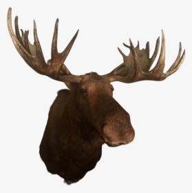 Deer Elk Alaska Moose Antler Trophy Hunting - Moose Antlers Png, Transparent Png, Transparent PNG