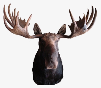 Moose Mount - Transparent Moose, HD Png Download, Transparent PNG
