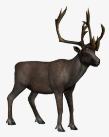 Elk Background Moose Transparent - Caribou Transparent Background, HD Png Download, Transparent PNG