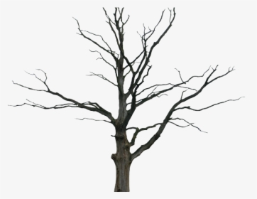 Cartoon Dead Trees - Dead Tree Png, Transparent Png, Transparent PNG