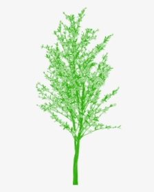 Free Tree Png Vector - Plants And Trees, Transparent Png, Transparent PNG