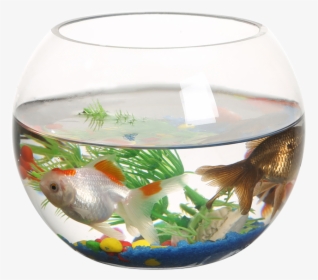 Ranfeng Small Fish Tank Transparent Round Fish Tank - Aquarium, HD Png Download, Transparent PNG