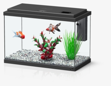 Transparent Aquarium Png - Aquatlantis Funny Fish 35, Png Download, Transparent PNG