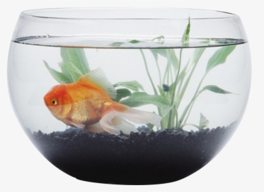 Aquarium Background Transparent - Fish In Bowl Gif, HD Png Download, Transparent PNG