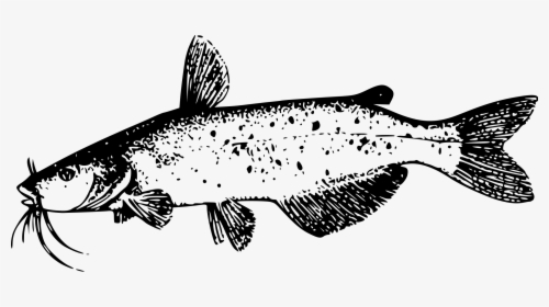 Cat Fish Black And White, HD Png Download, Transparent PNG