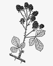 Blackberries - Blackberry Shrub Black And White, HD Png Download, Transparent PNG