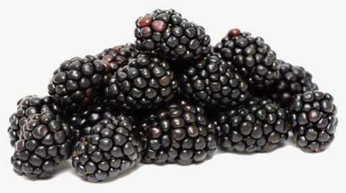 Transparent Blackberries Clipart - Blackberries Fruit Png, Png Download, Transparent PNG