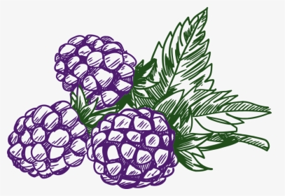 Blackberry - Clip Art Of Berries, HD Png Download, Transparent PNG