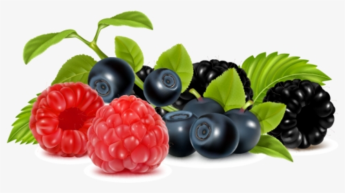 Vector Fruits Berries - Berries Clipart, HD Png Download, Transparent PNG