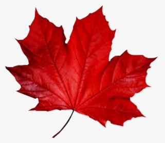 Maple Leaf Smule Autumn - Fall Red Leaf Png, Transparent Png, Transparent PNG
