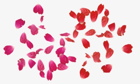 Red Rose Clipart Leaf Png - Transparent Rose Leaf Png, Png Download, Transparent PNG