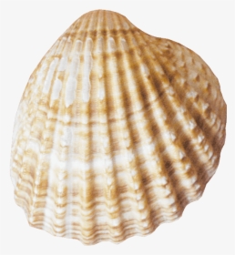 Conch - Pink Seashell Png, Transparent Png, Transparent PNG