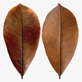 Dark Red Leaf - Dark Leaf Png, Transparent Png, Transparent PNG