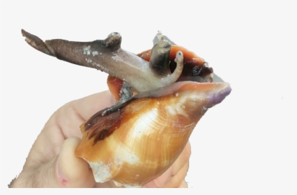 Conch Png Free Image Download - Animal In Sankh, Transparent Png, Transparent PNG